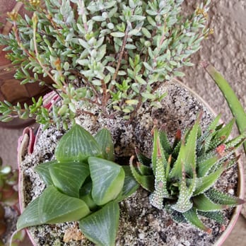 Exotic Gardens - Nurseries & Gardening Near Me - El Cajon, California
