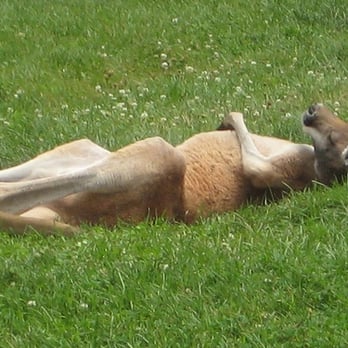 Capron Park Zoo - Red Kangaroo! - Zoos Near Me - Attleboro, Massachusetts Capron Park Zoo - Red Kangaroo! - Zoos Near Me - Attleboro, Massachusetts