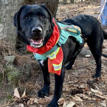 A Dog's Tale - Maddi loves her walks when it's not a daycare day and her interaction with other people and dogs on the trail is great! - Pet Sitting Near Me - Kittery, Maine A Dog's Tale - Maddi loves her walks when it's not a daycare day and her interaction with other people and dogs on the trail is great! - Pet Sitting Near Me - Kittery, Maine