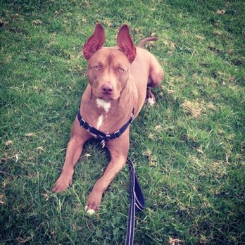 Paws Into Grace - Daisy G. 12 years old. - Pet Hospice Near Me