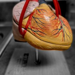 Roseville Cardiology Medical Associates