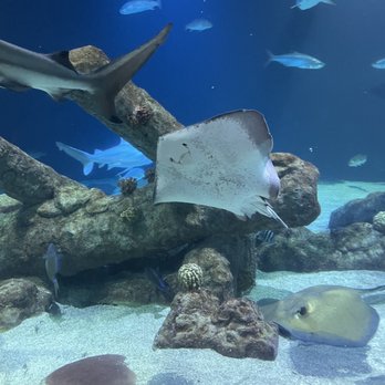 ABQ BioPark Aquarium - Aquariums Near Me - Albuquerque, New Mexico