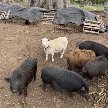 La Kahea Community Farm - Food Tours Near Me La Kahea Community Farm - Food Tours Near Me