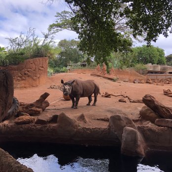 Honolulu Zoo - Cutie rhino - Zoos Near Me - Honolulu, Hawaii