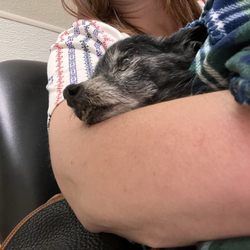 Animal Emergency & Urgent Care