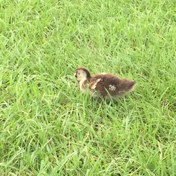 City-Brooks Community Park - Duckies. - Tennis Near Me - Baton Rouge, Louisiana