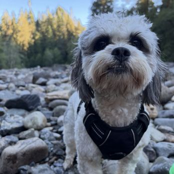 Pilchuck Veterinary Hospital - Small Animal - Veterinarians Near Me - Snohomish, Washington Pilchuck Veterinary Hospital - Small Animal - Veterinarians Near Me - Snohomish, Washington