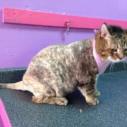 This is Stella. She had badly matter fur on both sides that my fiancée and I weren't able to wash out. Now she's happy! This is Stella. She had badly matter fur on both sides that my fiancée and I weren't able to wash out. Now she's happy!