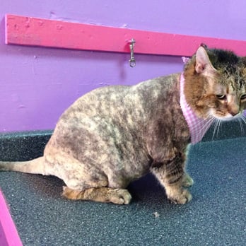 Paws and Suds 2 - This is Stella. She had badly matter fur on both sides that my fiancée and I weren't able to wash out. Now she's happy! - Pet Groomers Near Me - West New York, New Jersey Paws and Suds 2 - This is Stella. She had badly matter fur on both sides that my fiancée and I weren't able to wash out. Now she's happy! - Pet Groomers Near Me - West New York, New Jersey