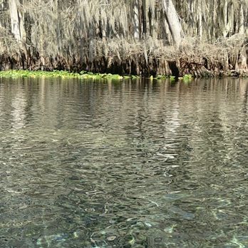 Manatee Springs State Park - Manatee you can see from boardwalk - Parks Near Me - Chiefland, Florida Manatee Springs State Park - Manatee you can see from boardwalk - Parks Near Me - Chiefland, Florida