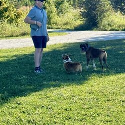 Springbrook Prairie Dog Park - All sizes dogs play together.