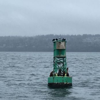 Puget Sound Express - Stellar sea lions on a buoy. - Boat Charters Near Me - Port Townsend, Washington