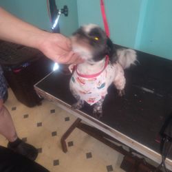 Bubbles & Bows Grooming Salon - We had to do a shave down on Tony today he was a good boy he looks a lot better thank you Tanya