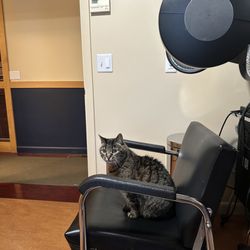 Casimir Kocot Salon - Kitty loves it. My 2 decades of hairstyling successes seemed silly to document ^_^*
