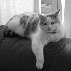 Carey & Keane Veterinary Clinic - the moggie from Carey & Keane