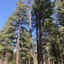 Photo of John Crandell Tree Care
