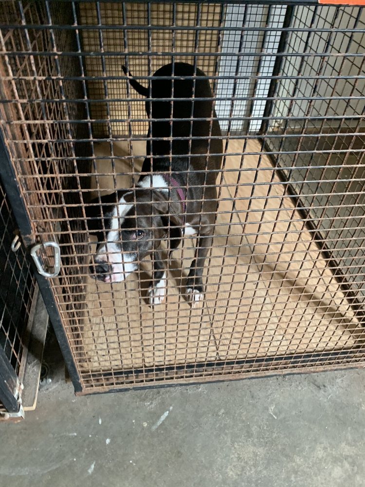 Pawsitive Paws Academy - pet boarding facility in Cedar Rapids, IA