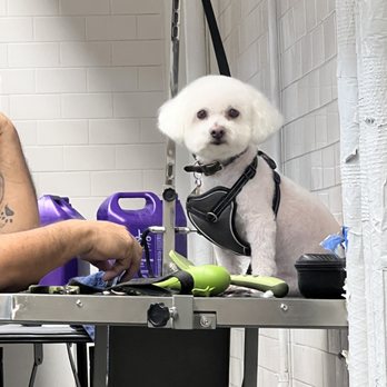 Pet Grooming Mathilu - Pet Groomers Near Me - Mount Kisco, New York
