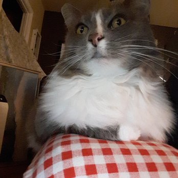 Sarah Daniel - The Kind Vets - watching doves video - Veterinarians Near Me