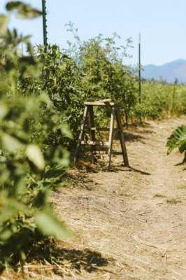 Cowhorn Vineyard & Garden by null