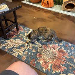 The Region Cat Cafe - Cat