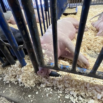 Tanana Valley State Fair Association - petting zoo - Festivals Near Me - Fairbanks, Alaska