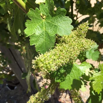 Amizetta Estate Winery - A grape time! - Wineries Near Me - Saint Helena, California Amizetta Estate Winery - A grape time! - Wineries Near Me - Saint Helena, California