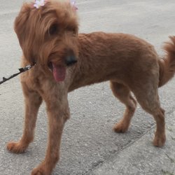 Doggy Day Trips Spa And Boutique - Bonnie with her summer haircut!