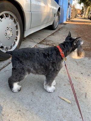 Lucky's Pet Care by null