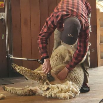 TSS Earnslaw - Sheep shearing. It was the first time for this lamb. - Tours Near Me