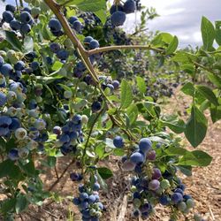 Muir Blueberry Farm