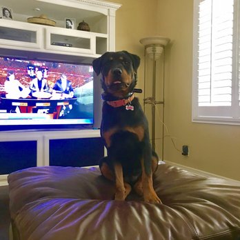 Epic Dog Academy - Pet Training Near Me - Temecula, California