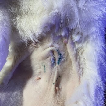 EveryPet - Snowball's mutilated incision site and horrible tattoo. - Veterinarians Near Me - Jacksonville, Florida EveryPet - Snowball's mutilated incision site and horrible tattoo. - Veterinarians Near Me - Jacksonville, Florida