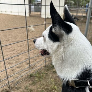 Action K9 Sports - Pet Training Near Me - Escondido, California Action K9 Sports - Pet Training Near Me - Escondido, California