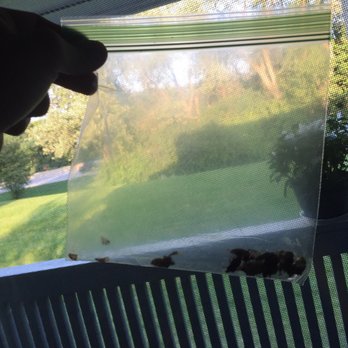 TGM Willowbrook Apartments - Stink bugs collected within a few minutes inside. - Apartments Near Me - Willowbrook, Illinois TGM Willowbrook Apartments - Stink bugs collected within a few minutes inside. - Apartments Near Me - Willowbrook, Illinois