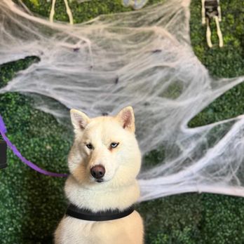 Zeus Barber Pets Spa - Pet Groomers Near Me - San Fernando, California