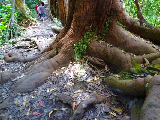 Waikamoi Nature Trailhead and Parking Area by null