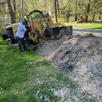 All city stump grinding - Tree Services Near Me All city stump grinding - Tree Services Near Me