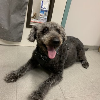 Central Animal Hospital - Our happy pup - Veterinarians Near Me - Petaluma, California Central Animal Hospital - Our happy pup - Veterinarians Near Me - Petaluma, California