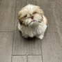 Photo of Anna's Happy Paws