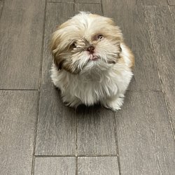 Anna's Happy Paws - Before!