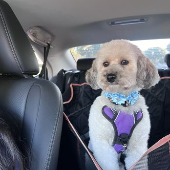 Pup Culture Pet Spaw - Pet Groomers Near Me - Oceanside, California Pup Culture Pet Spaw - Pet Groomers Near Me - Oceanside, California