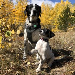 Innocent Paws Puppy Rescue