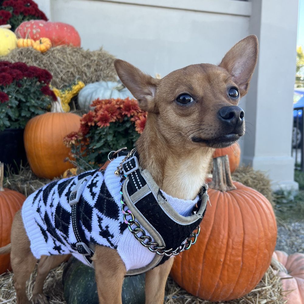 Small tan dog with pumpkin background follow on insta @mongopaco Small tan dog with pumpkin background follow on insta @mongopaco