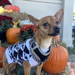 Small tan dog with pumpkin background follow on insta @mongopaco Small tan dog with pumpkin background follow on insta @mongopaco