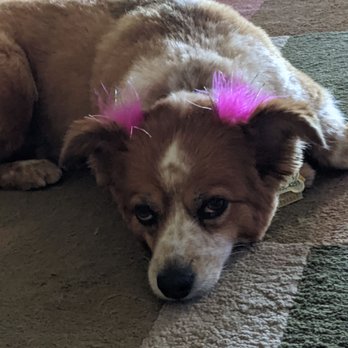 Tangled tails pet salon - Sarah our sweet Ozzy Queen - Pet Groomers Near Me - Modesto, California