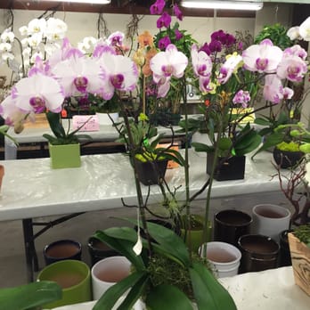 Pac 8 Orchids - Creative designs! Air plants tucked in with the orchids... Pretty. - Florists Near Me - Los Angeles, California