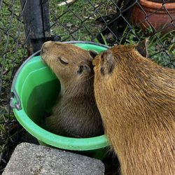 Amazing Animals - Baby in a bucket - mom checking in.