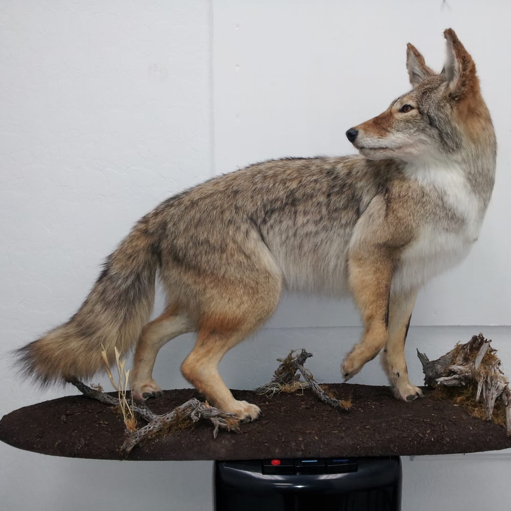 Boarzhead's Wildlife Taxidermy and Hydrographics - taxidermy in Independence, KY