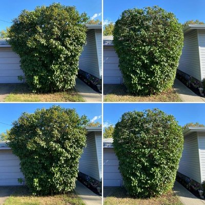Tree removal Hedge maintenance - Removing a Spruce to close to the house. Tree removal Hedge maintenance - Removing a Spruce to close to the house.